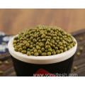 Mung Bean Whole Foods